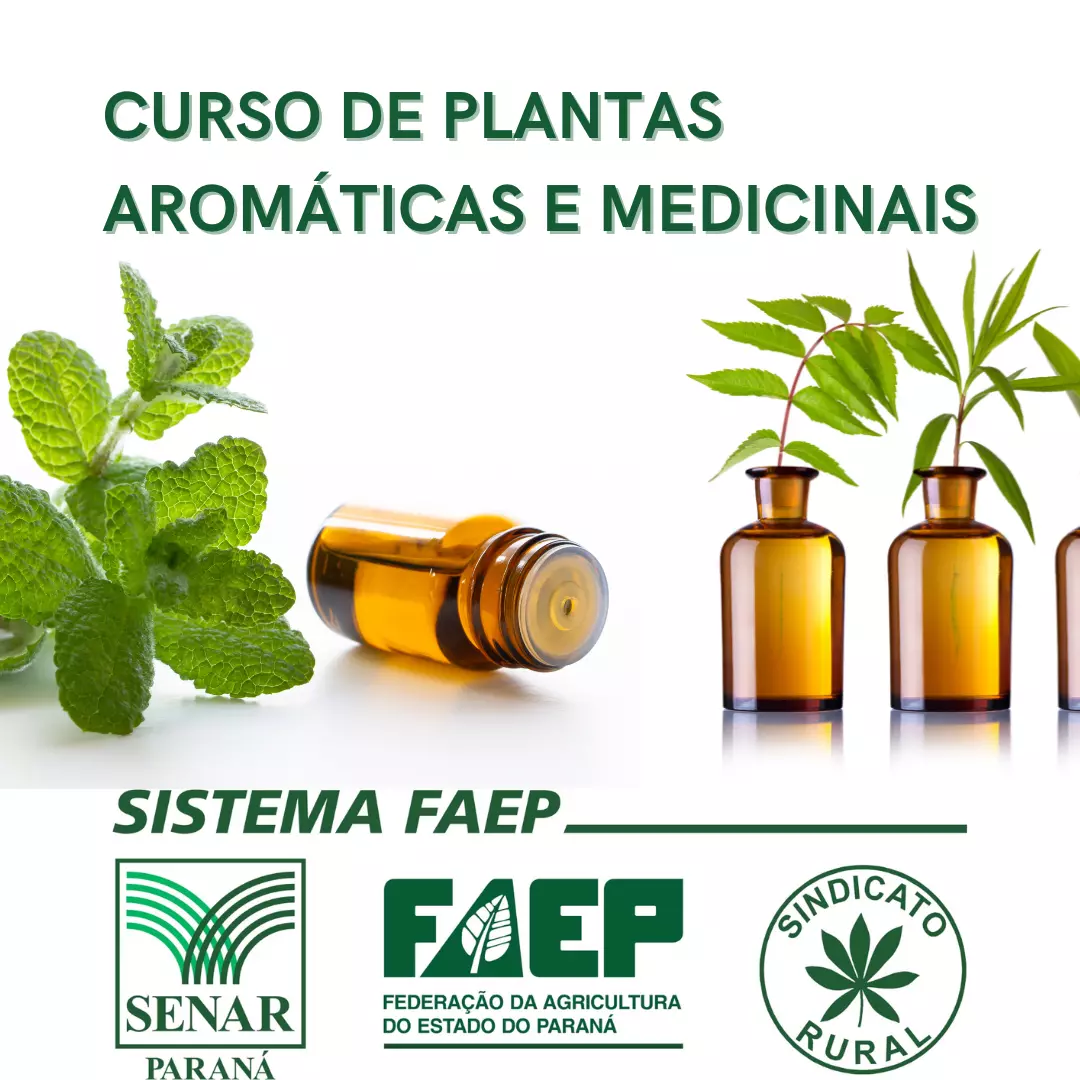 Curso Gratuito de Plantas Medicinais e Aromáticas em Ivaté – Inscreva-se e Aprenda na Prática!